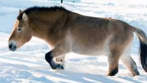 Коня на правалски